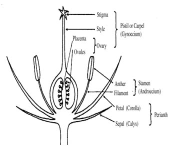 Pollination Floral